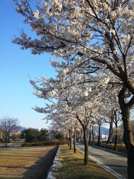 Cherry blossoms in Eumseong.