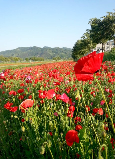 Poppies are everywhere in Eumseong!