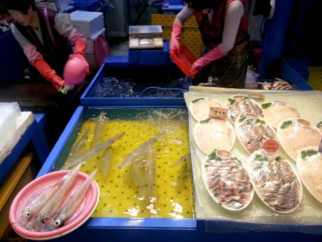 Squid and giant plates of really cheap sashimi at the fish market near our hostel.