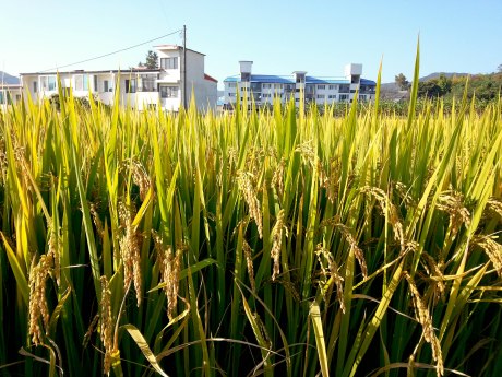 It's time to harvest the rice. That means winter is coming.