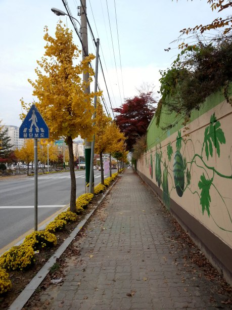 I walk down this sidewalk every day to get to my apartment. The pretty leaves are almost all gone now. 