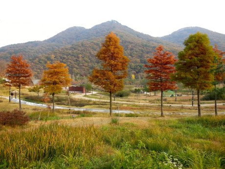 More fall colors at Seonunsan Provincial Park.