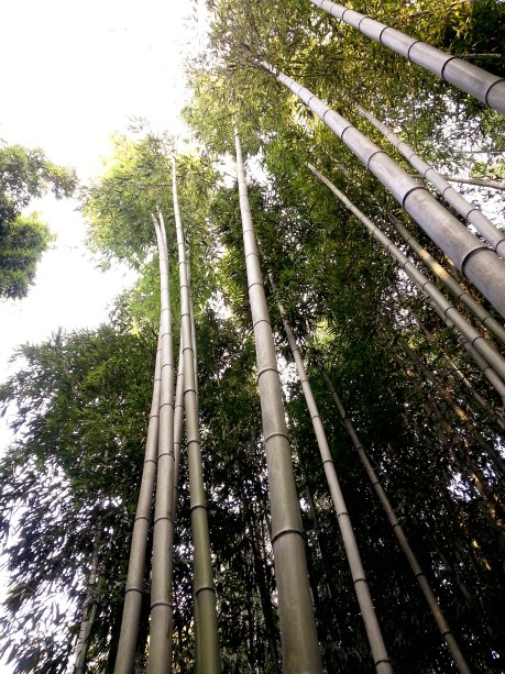 Walking through a bamboo forest in Damyang.