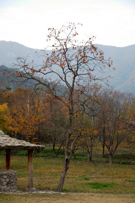 A persimmon tree in Seonunsan Provincial Park. I had no idea these trees were so talll! I also hadn't ever tried a persimmon until recently. They're really sweet and delicious.