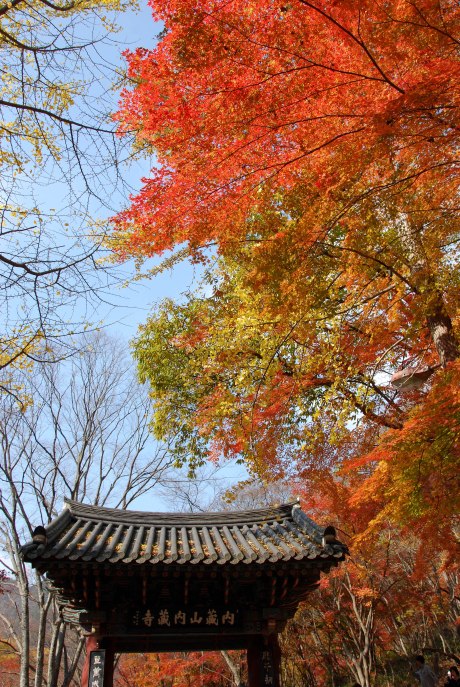 A burst of color at Naejangsan National Park.